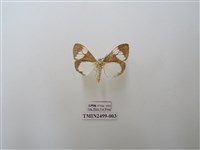 藏品(五斑蝶燈蛾)的圖片